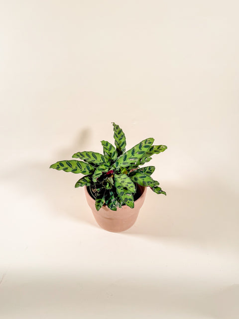 Calathea lancifolia