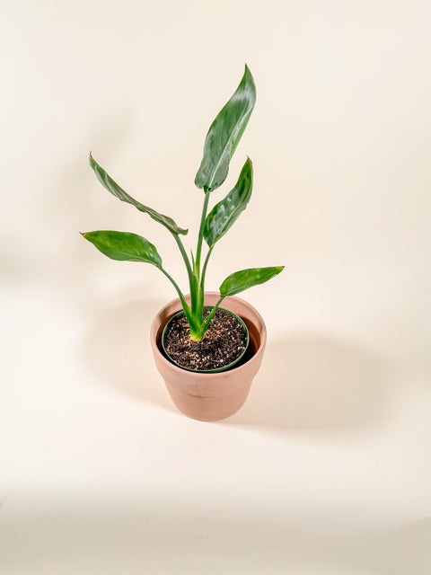 Strelitzia reginae