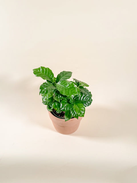 Coffea arabica