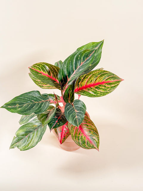 Aglaonema 'Golden Papaya'