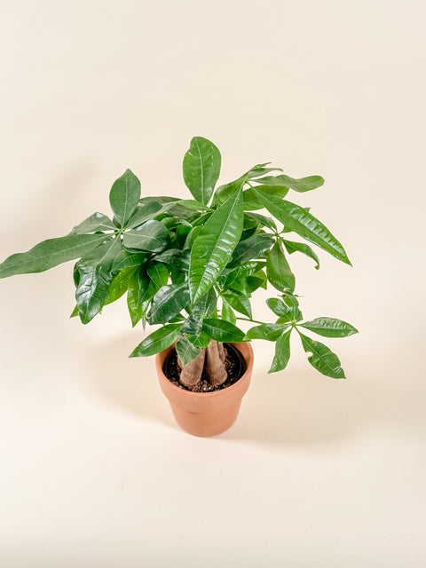 Pachira aquatica