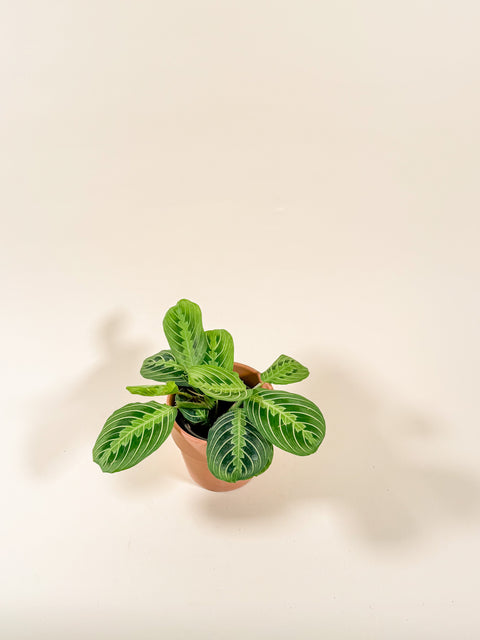 Maranta leuconeura 'Lemon Lime'