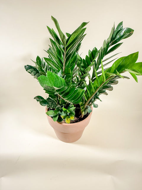 Zamioculcas zamiifolia